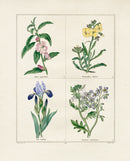 Benjamin Maund 1825 Original Flower Print Horneman's Iris - Panteek Antique Prints