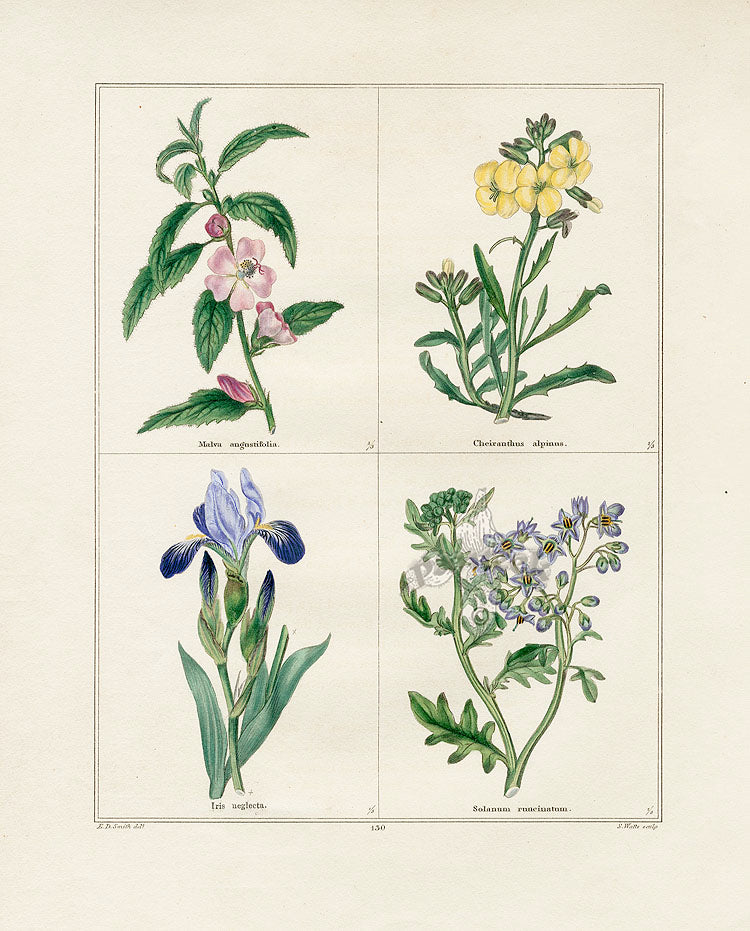 Benjamin Maund 1825 Original Flower Print Horneman's Iris
