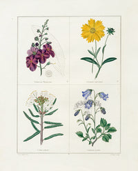 Benjamin Maund 1825 Original Flower Print Marsh Ledum - Panteek Antique Prints