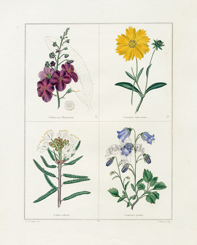 Benjamin Maund 1825 Original Flower Print Marsh Ledum