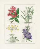 Benjamin Maund 1825 Original Flower Print Noble Bell-flower - Panteek Antique Prints