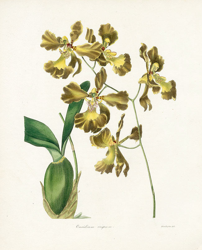 Benjamin Maund 1825 Original Flower Print Oncidium