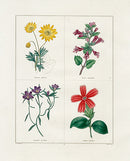 Benjamin Maund 1825 Original Flower Print Palmated Anemone - Panteek Antique Prints