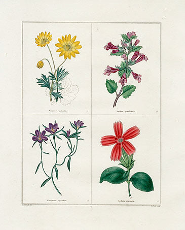 Benjamin Maund 1825 Original Flower Print Palmated Anemone