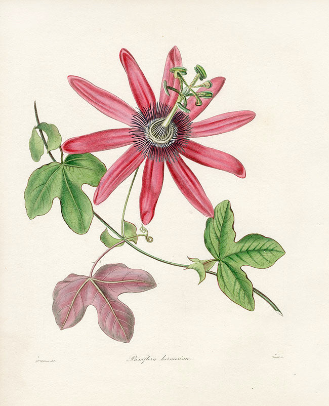 Benjamin Maund 1825 Original Flower Print Passion-Flower