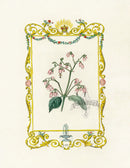 Benjamin Maund 1825 Original Flower Print Pink Flower - Panteek Antique Prints