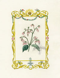 Benjamin Maund 1825 Original Flower Print Pink Flower - Panteek Antique Prints