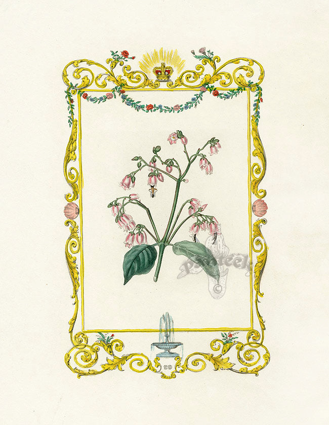 Benjamin Maund 1825 Original Flower Print Pink Flower