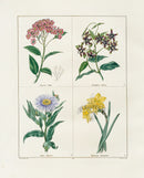 Benjamin Maund 1825 Original Flower Print Pretty Spirea - Panteek Antique Prints