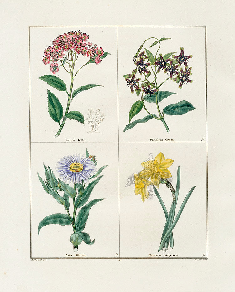 Benjamin Maund 1825 Original Flower Print Pretty Spirea