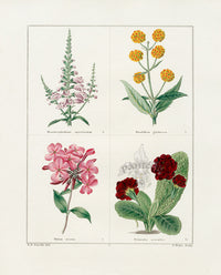 Benjamin Maund 1825 Original Flower Print Primrose - Panteek Antique Prints