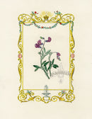 Benjamin Maund 1825 Original Flower Print Purple Flower - Panteek Antique Prints