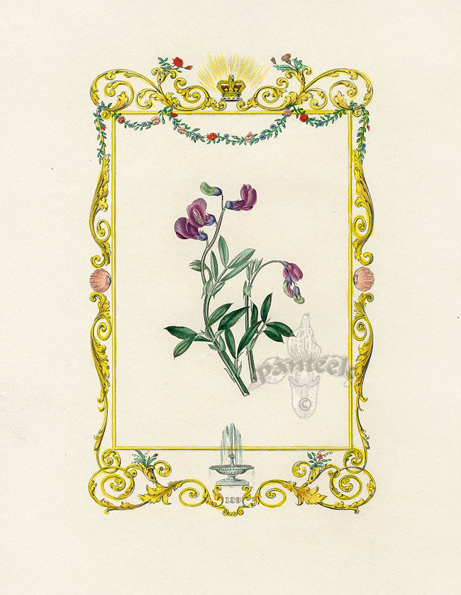 Benjamin Maund 1825 Original Flower Print Purple Flower