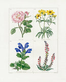 Benjamin Maund 1825 Original Flower Print Rose - Panteek Antique Prints