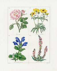 Benjamin Maund 1825 Original Flower Print Rose - Panteek Antique Prints