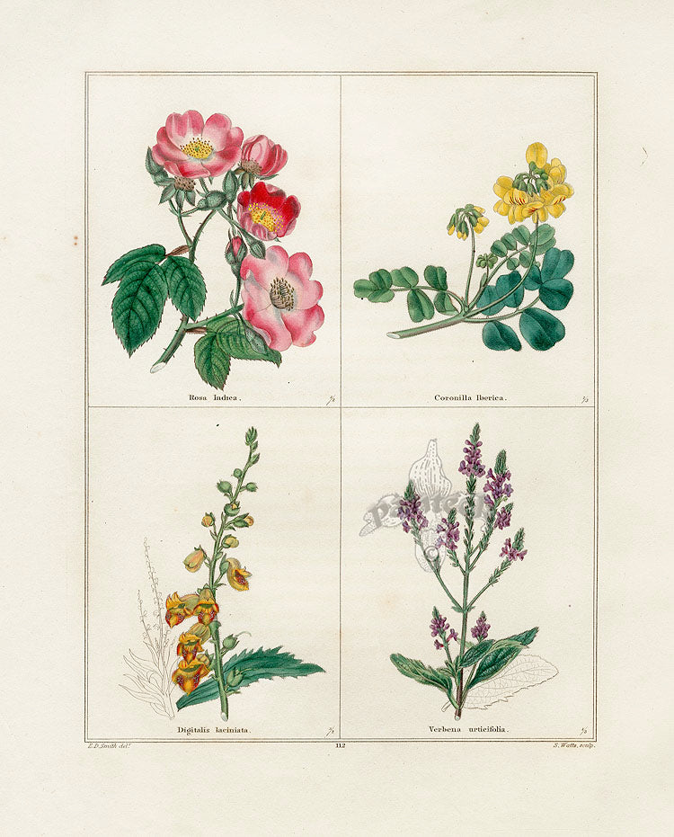 Benjamin Maund 1825 Original Flower Print Rose Clare