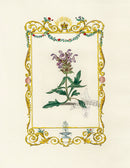 Benjamin Maund 1825 Original Flower Print Self Heal Plant - Panteek Antique Prints