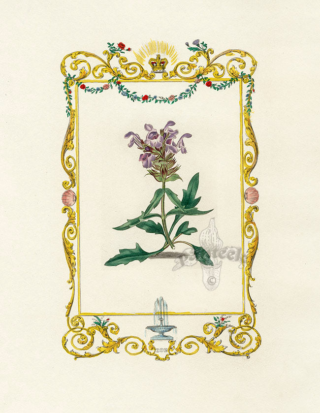 Benjamin Maund 1825 Original Flower Print Self Heal Plant