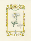 Benjamin Maund 1825 Original Flower Print Silver-leaved Milfoil - Panteek Antique Prints