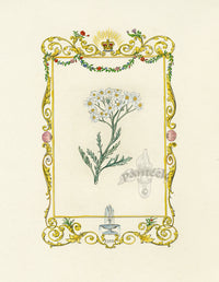 Benjamin Maund 1825 Original Flower Print Silver-leaved Milfoil - Panteek Antique Prints