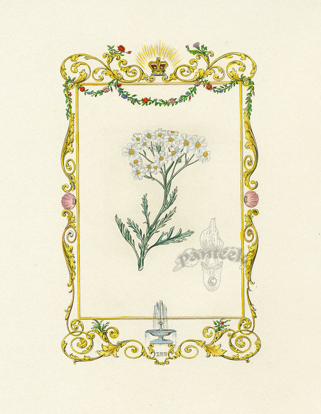 Benjamin Maund 1825 Original Flower Print Silver-leaved Milfoil