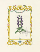 Benjamin Maund 1825 Original Flower Print Skullcap - Panteek Antique Prints