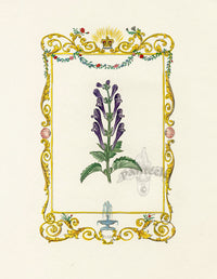 Benjamin Maund 1825 Original Flower Print Skullcap - Panteek Antique Prints