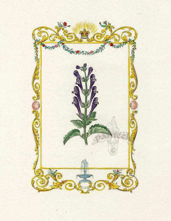 Benjamin Maund 1825 Original Flower Print Skullcap