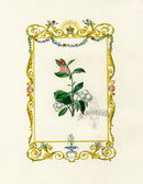 Benjamin Maund 1825 Original Flower Print Snowberry - Panteek Antique Prints