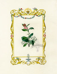 Benjamin Maund 1825 Original Flower Print Snowberry - Panteek Antique Prints