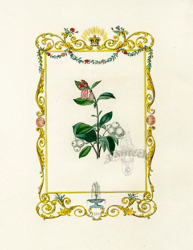 Benjamin Maund 1825 Original Flower Print Snowberry