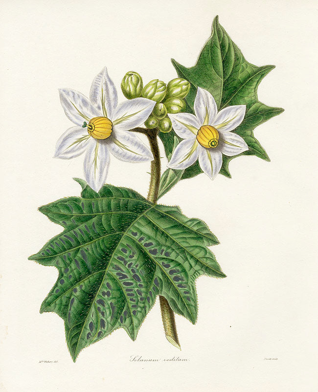 Benjamin Maund 1825 Original Flower Print Solanum