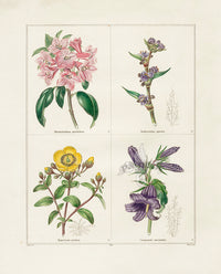 Benjamin Maund 1825 Original Flower Print Spiked Spiderwort - Panteek Antique Prints