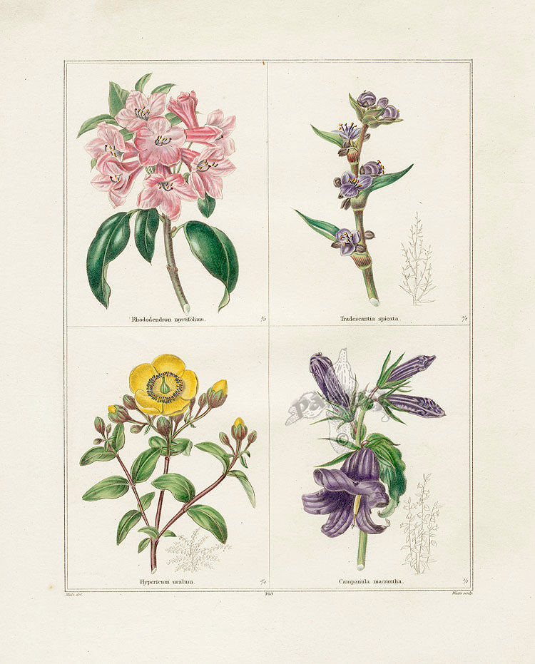 Benjamin Maund 1825 Original Flower Print Spiked Spiderwort