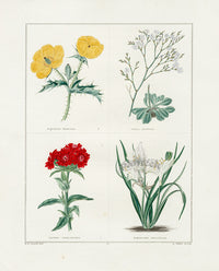 Benjamin Maund 1825 Original Flower Print St. Bruno's Lily - Panteek Antique Prints