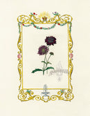 Benjamin Maund 1825 Original Flower Print Sweet Scabious - Panteek Antique Prints