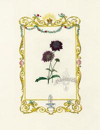 Benjamin Maund 1825 Original Flower Print Sweet Scabious - Panteek Antique Prints