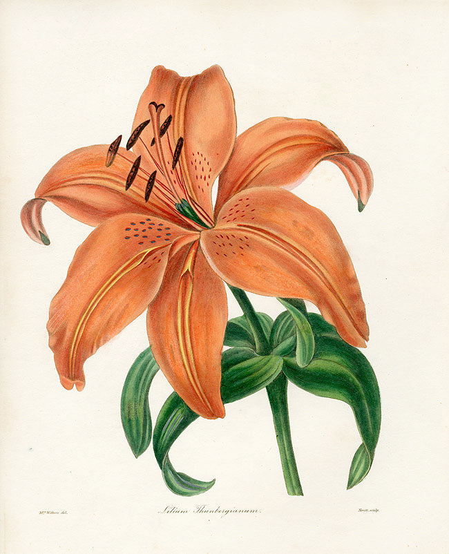 Benjamin Maund 1825 Original Flower Print Thunberg's Lily