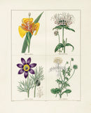 Benjamin Maund 1825 Original Flower Print Tiger-flower - Panteek Antique Prints