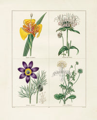 Benjamin Maund 1825 Original Flower Print Tiger-flower - Panteek Antique Prints