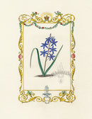Benjamin Maund 1825 Original Flower Print Two-leaved Squill - Panteek Antique Prints