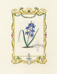 Benjamin Maund 1825 Original Flower Print Two-leaved Squill - Panteek Antique Prints