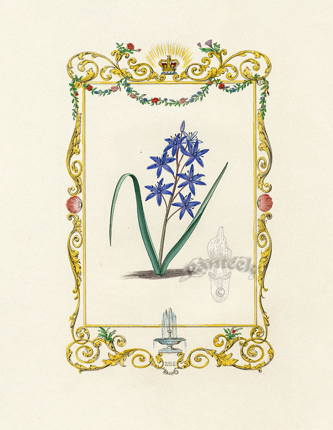 Benjamin Maund 1825 Original Flower Print Two-leaved Squill