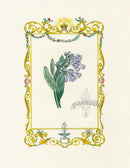 Benjamin Maund 1825 Original Flower Print Virginia Bluebell - Panteek Antique Prints