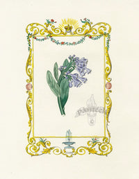 Benjamin Maund 1825 Original Flower Print Virginia Bluebell - Panteek Antique Prints