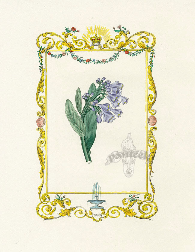 Benjamin Maund 1825 Original Flower Print Virginia Bluebell