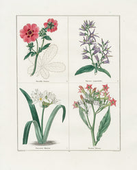 Benjamin Maund 1825 Original Flower Print Virginian Tobacco - Panteek Antique Prints