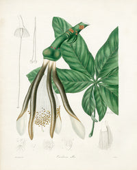 Benjamin Maund 1825 Original Flower Print White Carolinea - Panteek Antique Prints