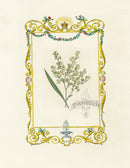 Benjamin Maund 1825 Original Flower Print White Flower - Panteek Antique Prints