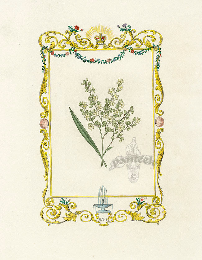 Benjamin Maund 1825 Original Flower Print White Flower